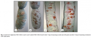 fig1