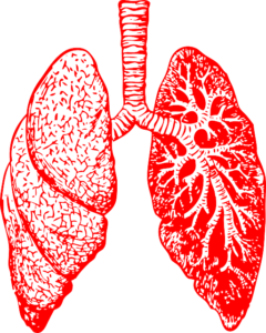 Tuberculosis A New Old Problem Fems