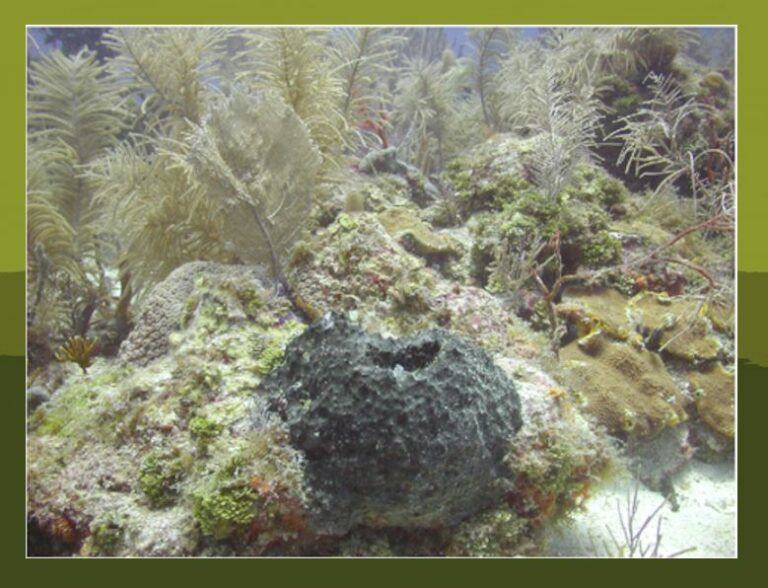 Out Now Sponge Microbiome FEMS