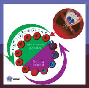 antimalarial drugs