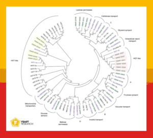 Phylogenetic comparison of potential sugar transporters from different yeast strains