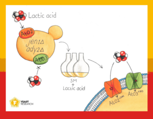 Graphical abstract for Identification of two lactate transport proteins in yeast