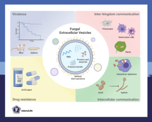 Schematic of fungal extracellular vesicles