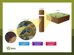 Microscale in soil