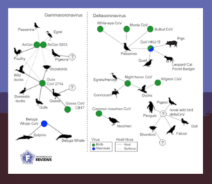 CoV strains in wild bird reservoir hosts