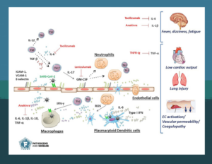 The cytokine storm model of COVID-19 disease.