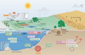 Schematic of how microbes impact the global climate and the climate change impact microbes.