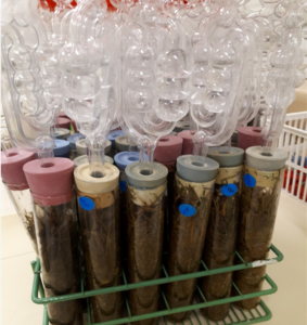 Samples of silages in tubes