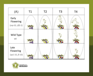 Screenshot from the study time development impacts rhizosphere microbiome - or the rhizobiome.