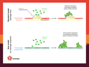 A schematic model of how Enterococcus faecalis induces infectious endocarditis without previous tissue damage.