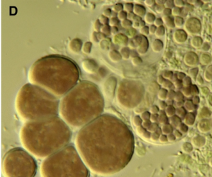 Microscopic picture of baeocyte production of Waterburya agraphytonicola, one of the new bacteria discovered in 2021.