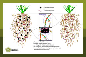 Schematic for how pollution with microplastics in soil affects microbial communities.