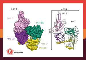 Model of protein structures of Malaria surface proteins.