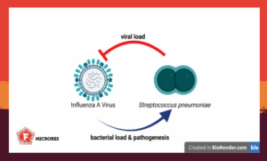 Pneumococcus and influenza impact each other when both are infecting a host.