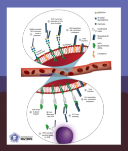 Streptococci produces streptolysin to bind to human glycans and sugars on the cell surface.