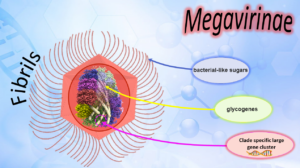 The capsids of giant viruses from the Megavirinae family.
