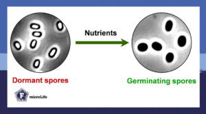 The contrast phase changes during the spore germination process.