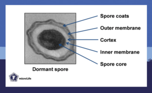 Before a spore starts to germinate, it is dormant and covered in spore coats.