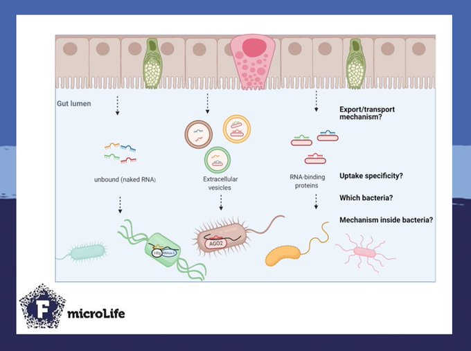 microLife article feature: MicroRNAs and extracellular vesicles in the ...