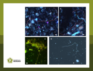 Fluorescence microscopy of cable bacteria