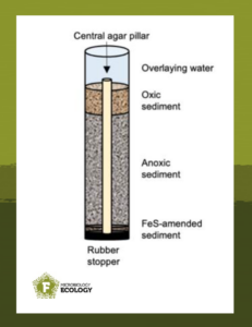 Agar pillar method to study cable bacteria