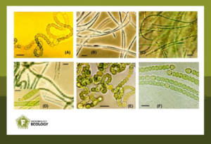 Cyanobacteria isolated from permafrost samples in the Siberian ice.