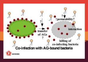 Model to describe how bacteria transfer aminoglycoside antibiotics to co-infecting bacteria in the lung.