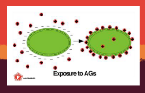 Model to describe how bacteria can load up their membranes with aminoglycoside antibiotics.