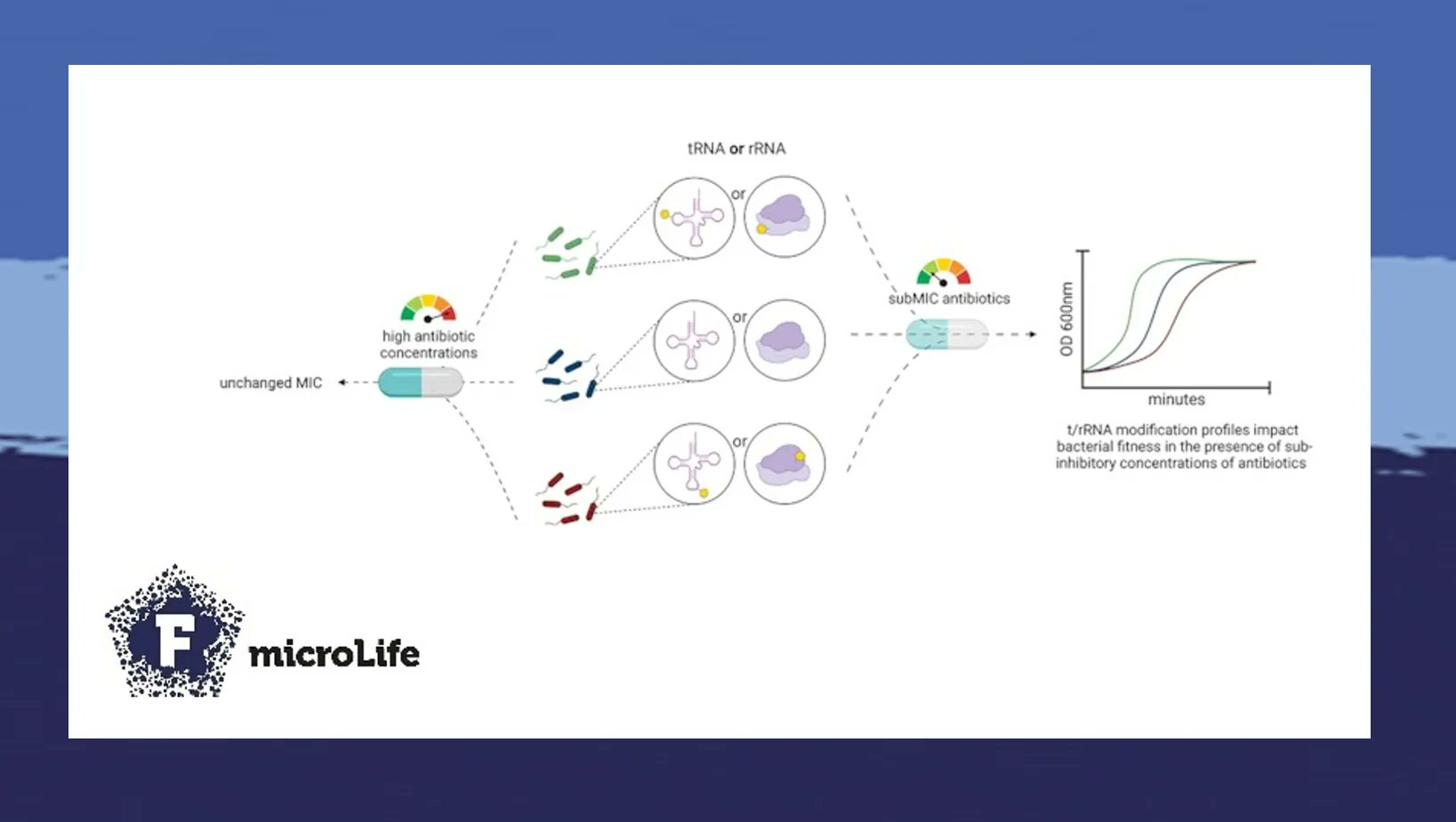microLife article feature: Nonessential tRNA and rRNA modifications ...