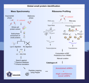 Global small protein identification using Mass Spectrometry and Ribosome Profiling in H. volcanii.