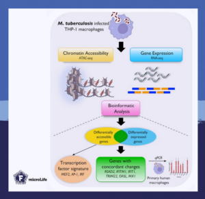 Chromatin accessibility and gene expression profiling reveals a concordant type I interferon response in host macrophages infected with Mycobacterium tuberculosis.