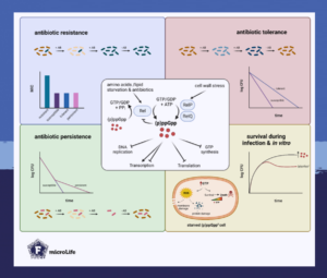 Bacteria and the stringent stress response helps them adapt to antibiotics.