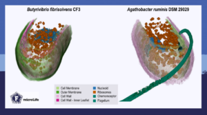 Using cry-electron microscopy to create 3D models of cellular morphologies of various microbes.