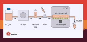 Model of the organ-on-a-chip setup to study uropathogenic Escherichia coli.