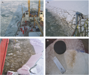 Winter diatom blooms found under the ice in Lake Erie during a 2007-2012 survey on climate change. A) Researchers aboard an ice cutter in Lake Erie waiting to sample the winter water column. B) Diatoms embedded within and underneath the ice exposed in the freshly broken ice. The brown discoloration is not sediment, but large blooms of diatoms. C) Plankton net being lowered into the diatom bloom exposed under the freshly broken ice. D) Image of diatoms embedded within a piece of ice (as indicated in the brown coloration of the ice). Objects used to scale. 