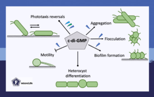 Cyanobacteria use c-di-GMP to adapt to the environment.