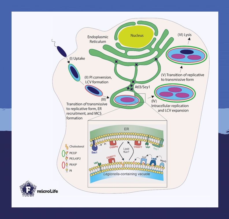 Intracellular membrane contact sites between pathogen and host
