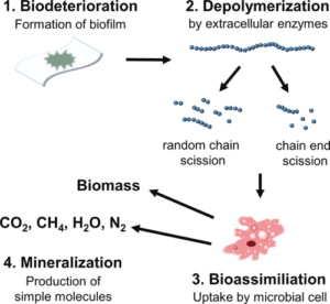 Microorganisms drive the biodegradation of plastic. From Haider et al. (2018). 