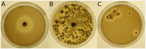 Minimal medium containing bioplastic as carbon source inoculated with mycelium. The halo, or clear zone, around the fungal isolate represents plastic degradation. From Rüthi et al. (2023). 