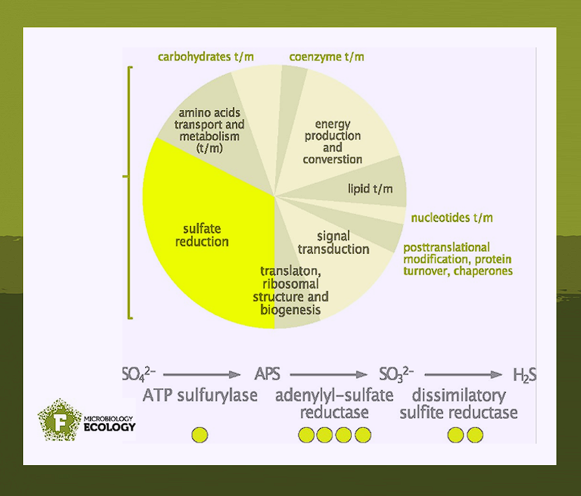 #FEMSmicroBlog: Uncovering microalgae in a spring bloom