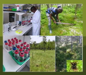 Experimental setup to study peatland samples.