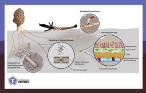 Organization of a mycelial network.