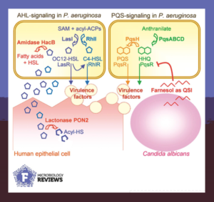 Quorum sensing and quorum quenching in Pseudomonas aeruginosa.