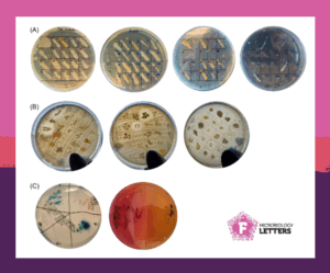 Antibiotic-resistant bacteria isolated from collected soils. 