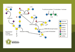 Breakdown of human milk oligosaccharides and mucin glycans requires similar enzymes.