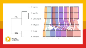 Gene-based syntenic mapping of six Hanseniaspora species. 