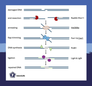 Model for microhomology mediated end joining in the archaea Haloferax volcanii.