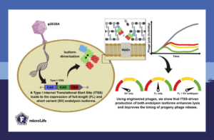 Phage φ2638A co-expresses a short variant endolysin from an internal translational start site.