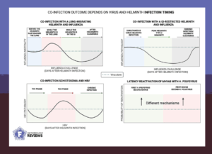 Co-infection outcomes depend on virus and helminth infection timing.