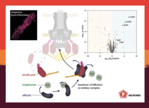 Chaperone-dependent translocation of T3SS effectors.